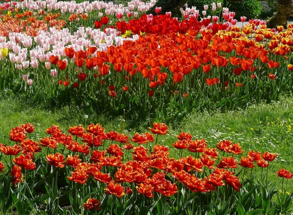 Schöne Tulpenblüte Sommergarten — Stockfoto