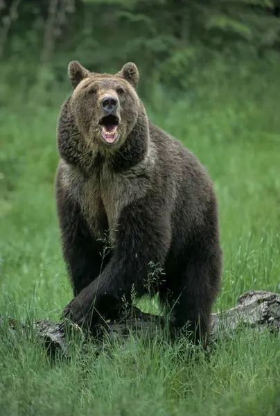 Αρκούδα Γκρίζλι Ursus Arctos Horribilis Γκρίσλι Γκρίσλι Αρσενική Υποείδος Καφέ — Φωτογραφία Αρχείου