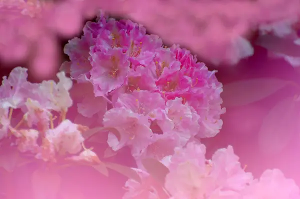 Flores Coloridas Florescendo Jardim Verão — Fotografia de Stock