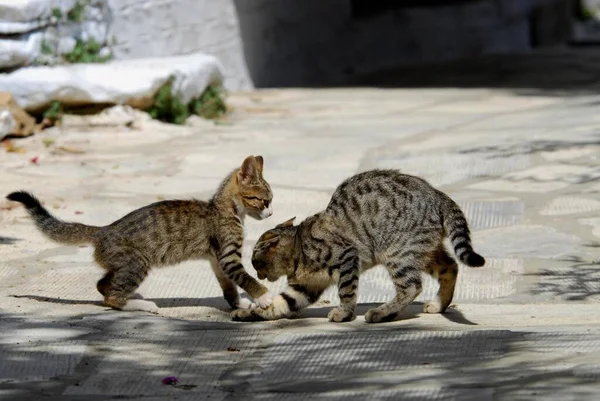 2人の若い家庭用子猫 白人と一緒に遊ぶタビー ティノス島 キクラデス ギリシャ 2人の子猫 白人とタビー お互いに遊んで キクラデス ギリシャ — ストック写真