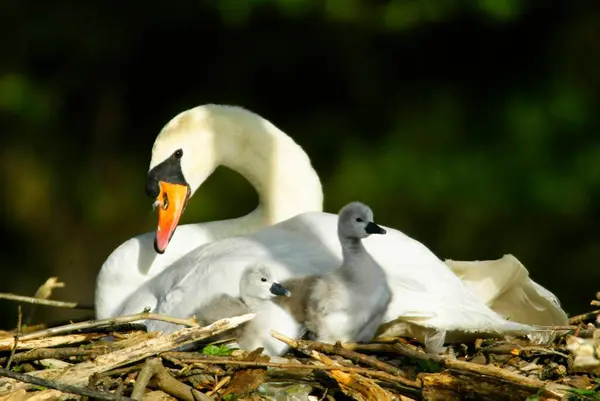 Cisnes Mudos Naturaleza Salvaje Fotografía Vida Silvestre — Foto de Stock