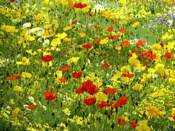 Hermosas Flores Amapola Floreciendo Campo Verde —  Fotos de Stock