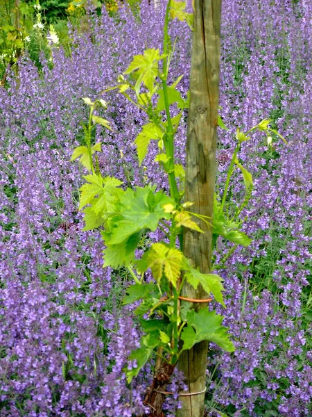 Garden, Sage flowering with Vine