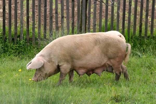 欧洲西喀尔巴阡山脉草原上的一种母猪 — 图库照片