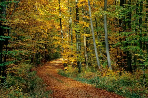Camino Forestal Otoño — Foto de Stock