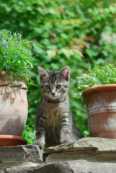 Młody Kotek Domowy Pręgowany Siedzący Ścianie Między Doniczkami Kotek Nierodowity — Zdjęcie stockowe