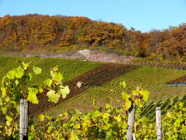 Herbstlicher Weinberg Bei Diefenbach Sternenfels Wrwürttemberger Wein Wrwürttembergisches Weinanbaugebiet Laubwald — Stockfoto