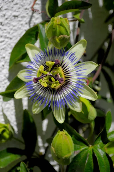 Passion flower on house wall