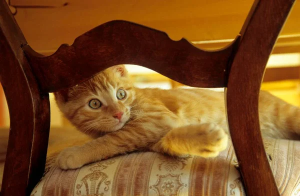 Młody Kociak Domowy Trzy Miesiące — Zdjęcie stockowe