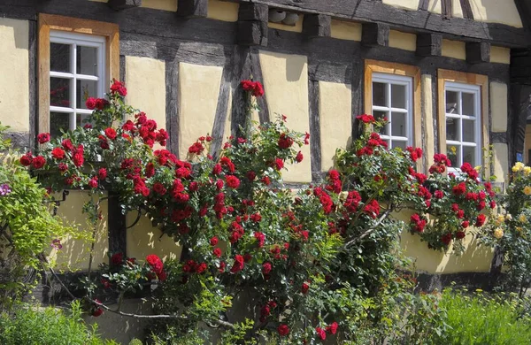 Czerwone Róże Wspinaczkowe Drewnie Przy Oknie Ogrodzie Maulbronn Schmie Rose — Zdjęcie stockowe