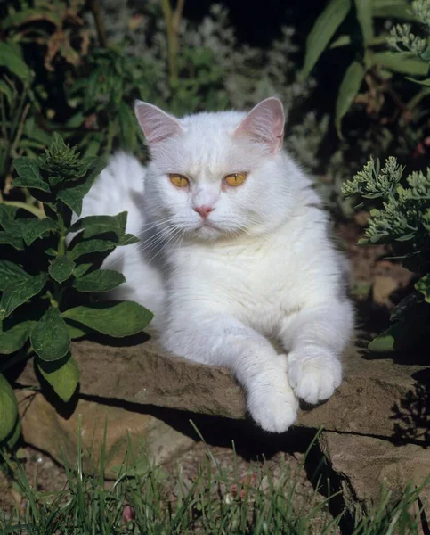 花园中的英国山猫 — 图库照片