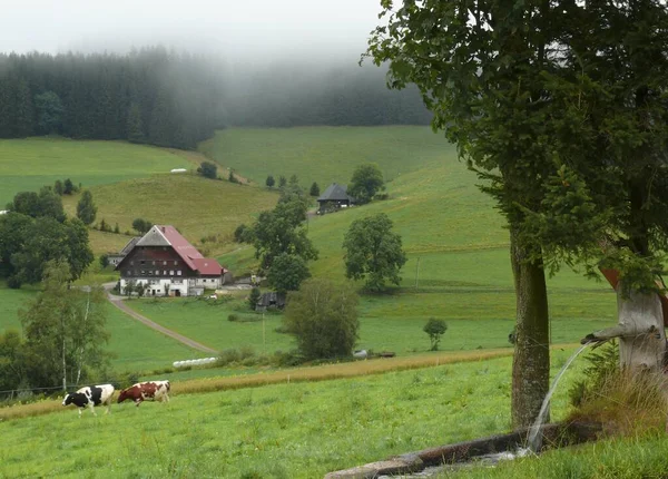 Niebla Fruta Otoño Schwrzenbach Con Granja Cerca Titisee Selva Negra —  Fotos de Stock