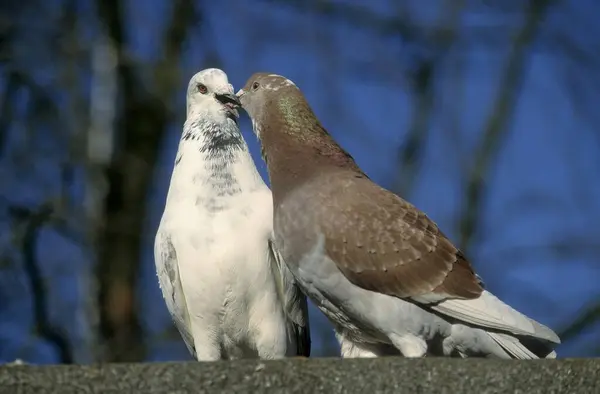 Paire Pigeons Cuisson — Photo