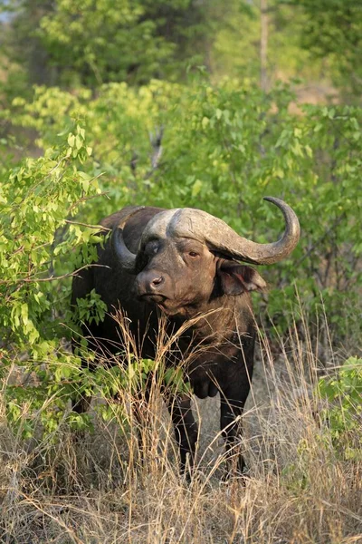 アフリカのバッファロー シンサーカッファー クルーガー国立公園 南アフリカ共和国 男性アフリカバッファロー クルーガー国立公園 南アフリカ共和国バッファロー 南アフリカ共和国 アフリカ — ストック写真