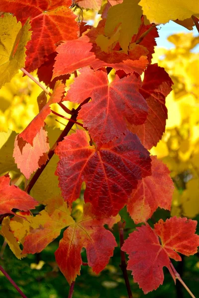 Цветные Листья Виноградной Лозы Виноградной Лозе Листья Красной Лозы Gndelbach — стоковое фото