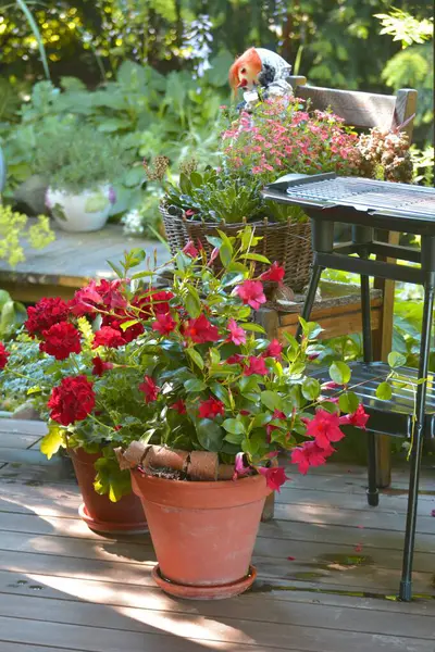 Flores Florecientes Coloridas Jardín Verano —  Fotos de Stock