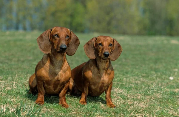 Портрет Двох Собак Таксі Природі — стокове фото