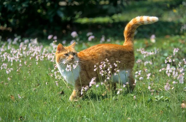 Rot Weiße Hauskatze Läuft Auf Dem Gras — Stockfoto