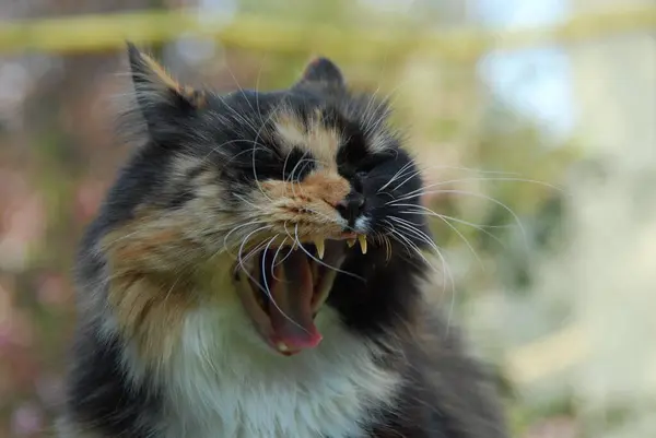 Nahaufnahme Porträt Einer Schönen Gähnenden Katze — Stockfoto