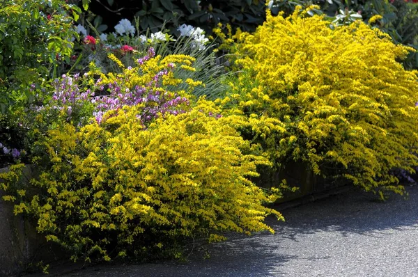 Florescimento Jardim Vassoura Comum Cytisus Scoparius — Fotografia de Stock