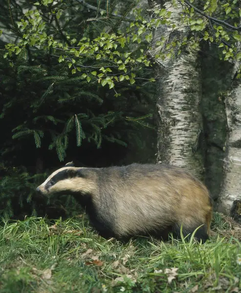 Badger European badger (Meles meles), Eurasian badger
