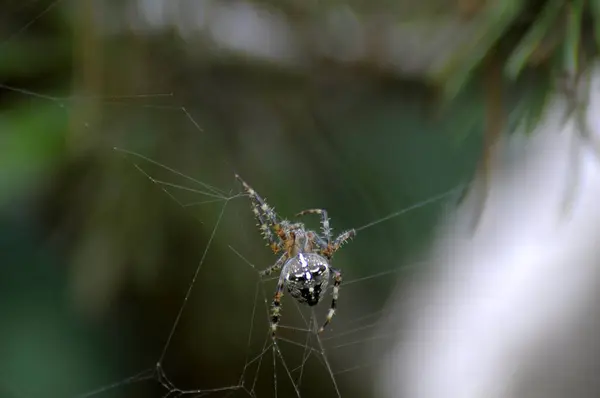 Euroopan Puutarhahämähäkki Araneus Diadematus — kuvapankkivalokuva