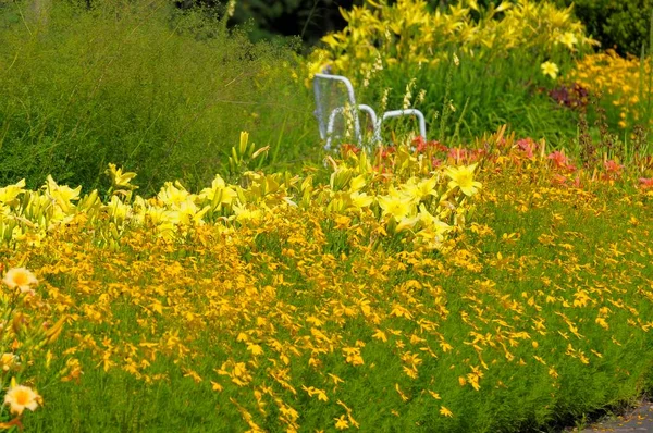 夏の庭の花壇 — ストック写真
