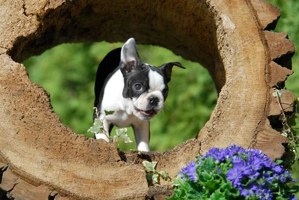 Boston Terrier Welpe Mit Schuss Der Natur — Stockfoto