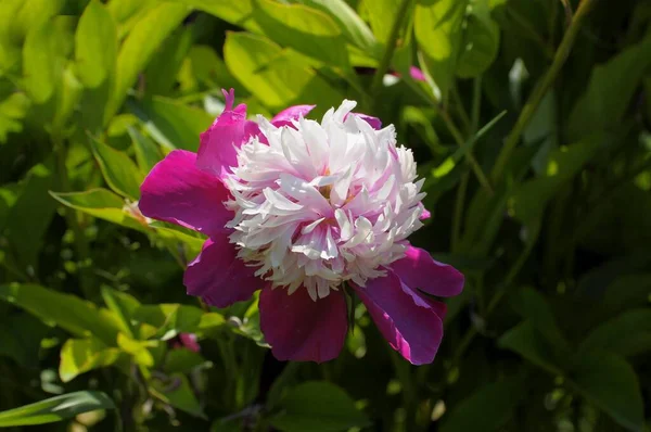 Pfingstrose Blüht Garten Paeonia Suffruticosa Rosa Blühend Strauch Pfingstrose — Stockfoto
