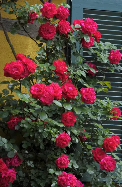 Red Climbing Roses Half Timbering Window Maulbronn Schmie — Stock Photo, Image