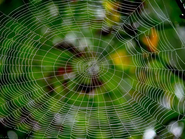 Spindelnät Med Rep — Stockfoto
