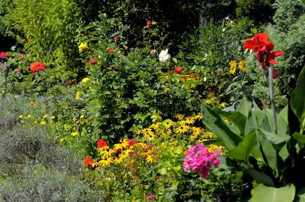 Fleurs Vivaces Fleurissant Dans Jardin Conifère Orange Rudbeckia Fulgida — Photo