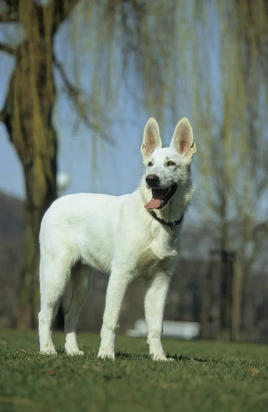 Parktaki Genç Beyaz Çoban Köpeği — Stok fotoğraf