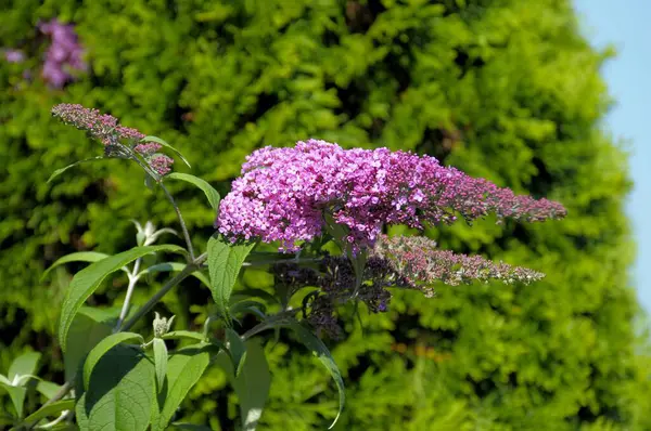 Butterfly Bush Flowering Garden — Stock Photo, Image