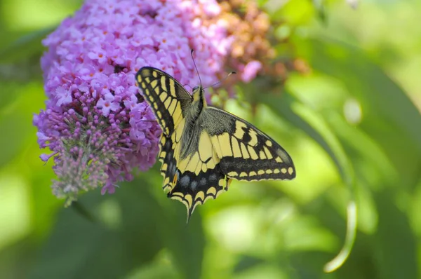 Butterfly Summer Lilac Bush Lilac Spear Swallowtail Papilio Machaon — Stock Photo, Image