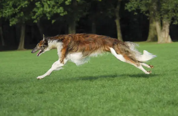 Borzoi, Russian Greyhound (canis lupus familiaris), male, running across a meadow
