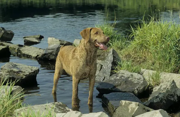 Chesapeake Körfezi Retriever Köpeği Suyun Yanındaki Parkta — Stok fotoğraf