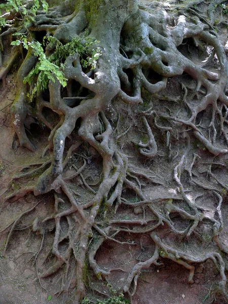 Exposed Roots Beech Tree Due Erosion — Stock Photo, Image