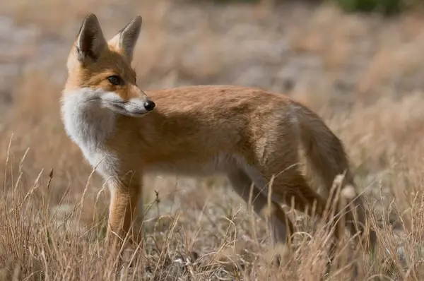 Red Fox Vulpes Vulpes — Stock Photo, Image
