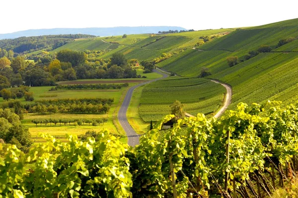 Güzel Üzüm Bağı Tarlası Şarap Yetiştirme Bölgesi — Stok fotoğraf