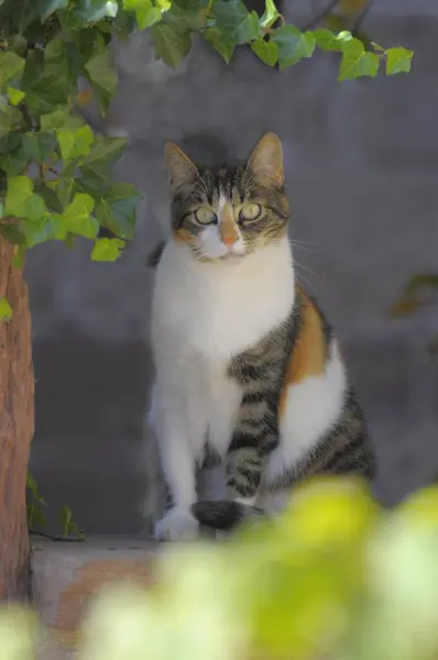 Słodki Kot Domowy Dzień Ujęcia — Zdjęcie stockowe