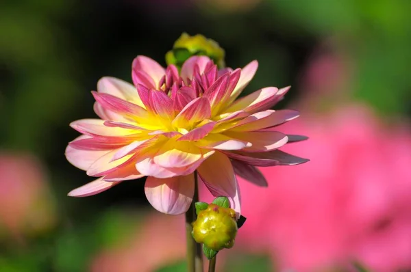Biżuteria Dahlia Kwitnąca Ogrodzie — Zdjęcie stockowe