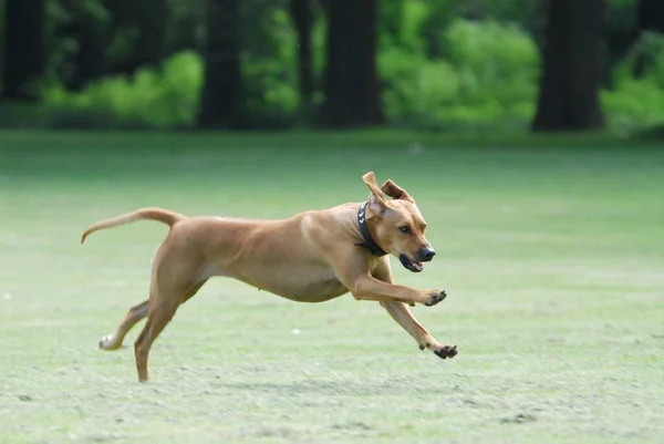 Rhodesian Ridgeback Femmina Che Corre Attraverso Prato Fci Standard 146 — Foto Stock