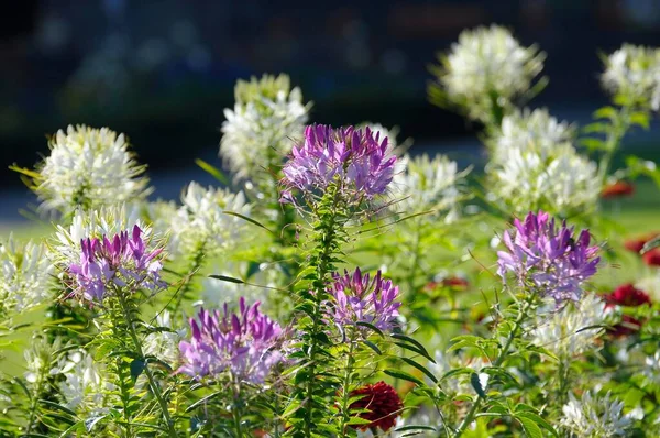 Kwiat Pająka Ogrodzie Kręgosłup Pająk Cleome Spinosa — Zdjęcie stockowe