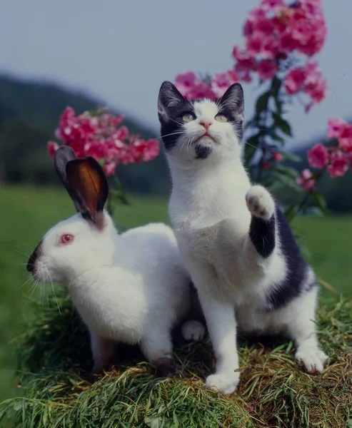 ウサギと若い国内猫 — ストック写真