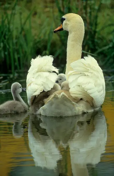 Cisnes Mãe Com Jovem Visão Traseira Cisne Mudo Cygnus Olor — Fotografia de Stock