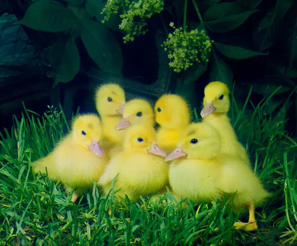 Domestic Ducks Chicks Closeup View — Stock Photo, Image