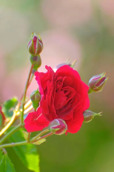 Kecantikan Memanjat Mawar Taman Tampilan Siang Hari — Stok Foto