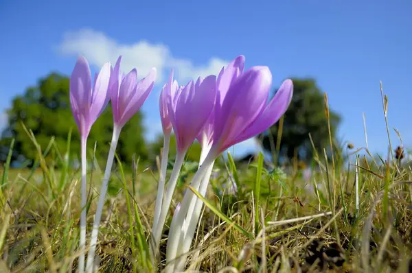 Fleurs Crocus Automne Fleurissant Dans Prairie — Photo