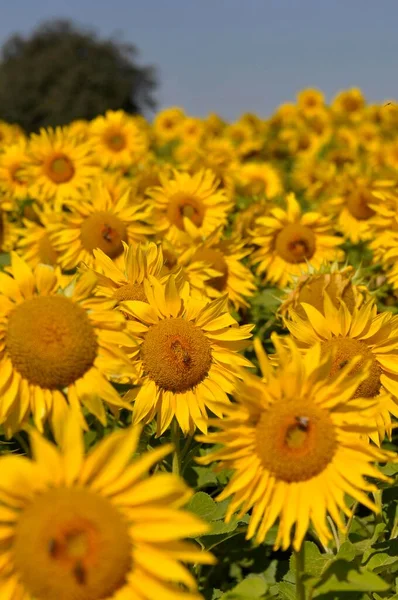 Sonnenblumen Wachsen Auf Dem Feld Landwirtschaftliches Konzept — Stockfoto